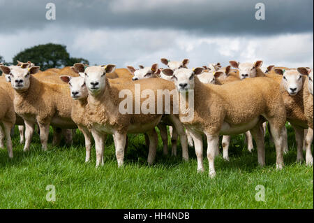 Gregge di pecore texel su pascoli freschi, Cumbria, Regno Unito. Foto Stock