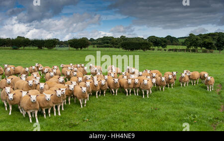 Gregge di pecore texel su pascoli freschi, Cumbria, Regno Unito. Foto Stock