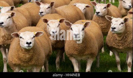 Gregge di pecore texel su pascoli freschi, Cumbria, Regno Unito. Foto Stock