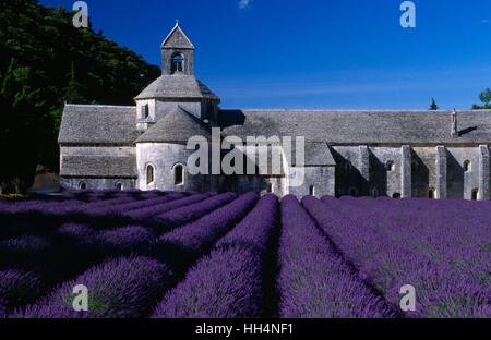 Campi di lavanda di fronte all Abbazia Senanque, Gordes, Francia Foto Stock