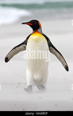 Pinguino reale sulla spiaggia Foto Stock