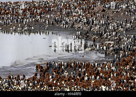 Re colonia di pinguini Foto Stock