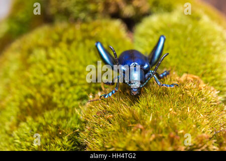 Zampe di rana Leaf Beetle (Sagra buqueti) sul verde muschio Foto Stock