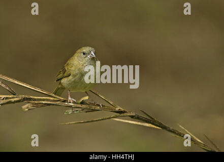 Nero-di fronte Grassquit (Melanospiza bicolor omissus) femmina adulta Fond Doux plantation, St Lucia, Piccole Antille Foto Stock