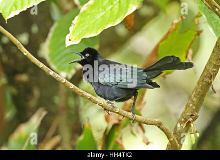 Carib Grackle (Quiscalus lugubris inflexirostris) maschio adulto Fond Doux plantation, St Lucia, Piccole Antille Foto Stock