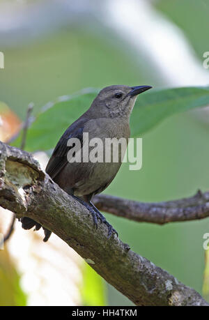 Carib Grackle (Quiscalus lugubris inflexirostris) femmina adulta Fond Doux plantation, St Lucia, Piccole Antille Foto Stock