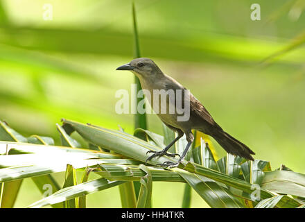 Carib Grackle (Quiscalus lugubris inflexirostris) femmina adulta appollaiato su palm frond St Lucia, Piccole Antille Novembre Foto Stock