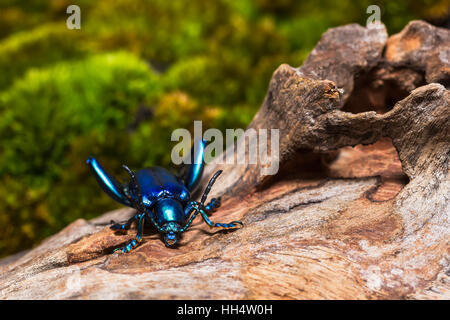 Zampe di rana Leaf Beetle (Sagra buqueti) sul ceppo di legno e verde muschio Foto Stock