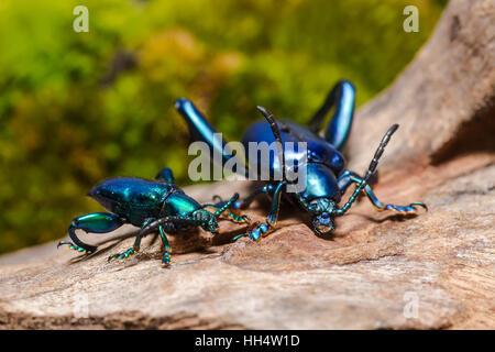 Zampe di rana Leaf Beetle (Sagra buqueti) sul ceppo di legno e verde muschio Foto Stock