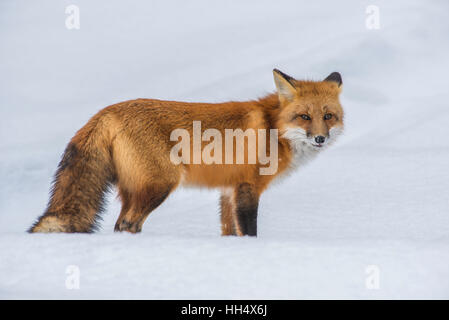 La Volpe rossa Vulpes vulpes caccia, inverno impostazione del Nord America Foto Stock