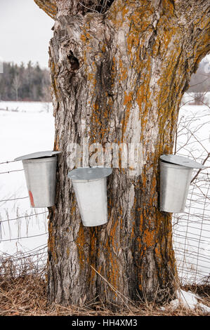 Tre metalli bucket di SAP appendere su un albero di Acero la raccolta di SAP per la produzione di sciroppo d'acero. Foto Stock