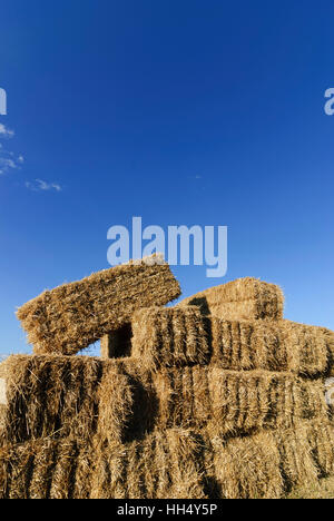 San Andrä-Wördern: le balle di paglia su un campo, Wienerwald, Vienna Woods, Niederösterreich, Austria Inferiore, Austria Foto Stock