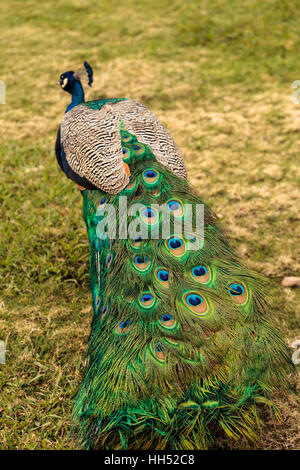 Il blu e il verde pavone maschio Pavo muticus a riposo in un giardino botanico Foto Stock