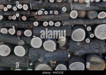 Tagliare dei registri accatastati, sminuzzati logs, legna, un trito di legno. Foto Stock