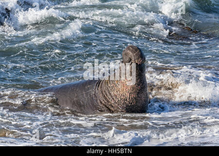 Northern guarnizione di elefante maschio adulto Foto Stock