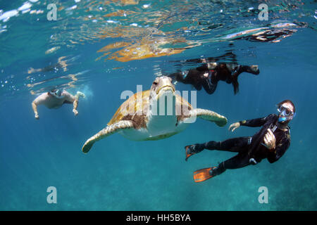 Nuoto con una tartaruga verde,Costa Adeje, Tenerife Foto Stock