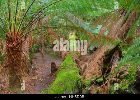 Tree Fern sottobosco Mount campo Parco nazionale Tasmania, Australia LA009384 Foto Stock