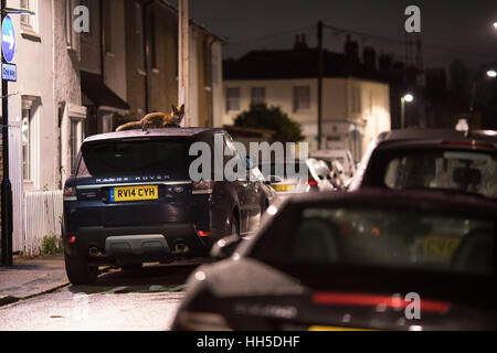 Urban fox lay sulla parte superiore di una macchina di notte Foto Stock