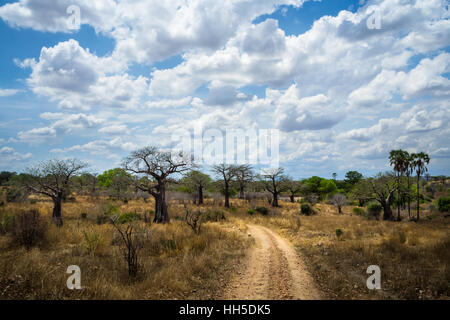 Africa selvaggia natura con alberi e cespugli in stagione secca, Ruaha national park, safari Foto Stock