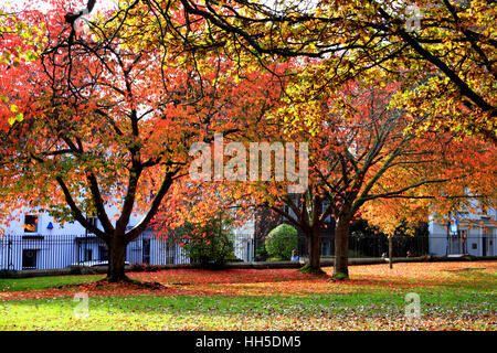 Il fogliame di autunno nel sagrato della chiesa di St Mary's Priory, Monmouth, Galles. Foto Stock