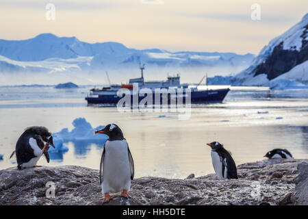 I pinguini Gentoo in piedi sulle rocce e la nave di crociera in fondo alla baia Neko, Antartide Foto Stock