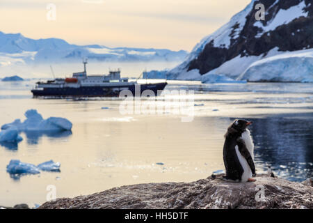 Lazy Gentoo penguin chick in piedi sulle rocce con la nave di crociera e gli iceberg in fondo alla baia Neko, Antartico Foto Stock