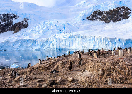 Costa rocciosa affollata da gentoo pengins e il ghiacciaio in fondo alla baia Neko, Antartico Foto Stock