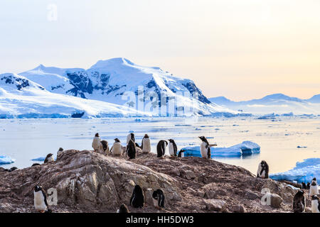 Costa rocciosa affollata da gentoo pengins e sul ghiacciaio con gli iceberg in fondo alla baia Neko, Antartico Foto Stock