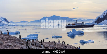 Antartico nave da crociera tra gli iceberg e pinguini Papua radunati sulla riva della baia Neko, Antartide Foto Stock