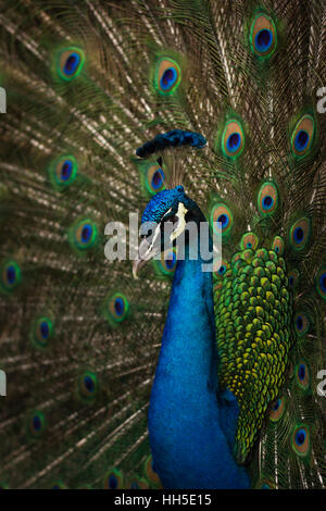 Pavone maschio close up, visualizzazione colorata piume di coda Foto Stock