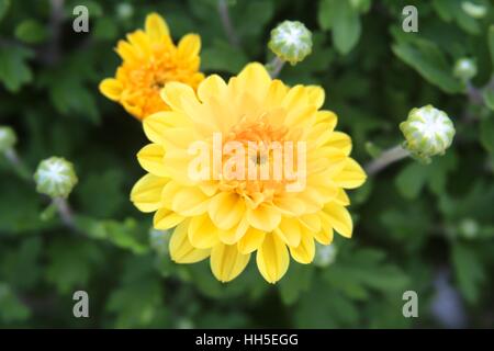 Un piccolo fiore giallo. Foto Stock