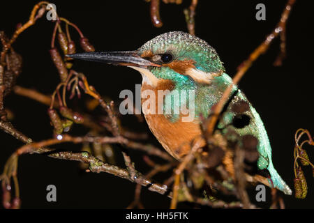 Common kingfisher (Alcedo atthis) sono ' appollaiati nella struttura ad albero di notte, nella famiglia Alcedinidae a riposo su alder sulla banca del fiume Foto Stock