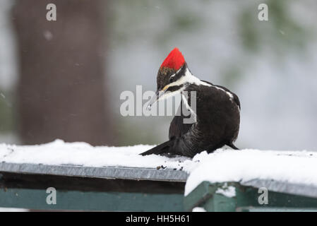 Femmina Picchio Pileated, (Dryocopus pileatus), cerca di cibo nella neve. Foto Stock