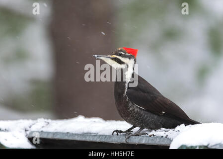 Femmina Picchio Pileated, (Dryocopus pileatus), cerca di cibo nella neve. Foto Stock