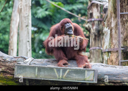 Orangutan seduto su una battuta di mangiare Foto Stock