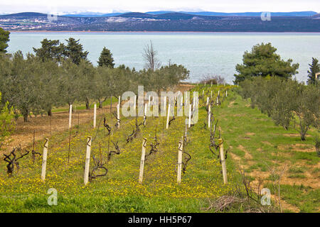 Vigneto e ulivi scanalatura dal lago di Vrana in Croazia Foto Stock