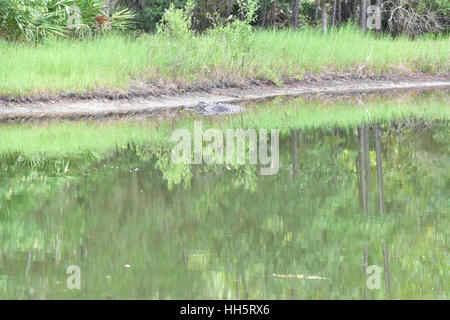 Alligatore soprannominato Big AL Foto Stock