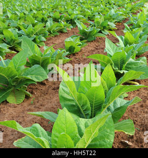 La piantagione di tabacco in un campo Foto Stock