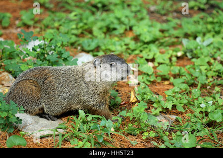 Marmotta (Marmota monax) mangiando la copertura del terreno durante una Nuova Inghilterra estate Foto Stock