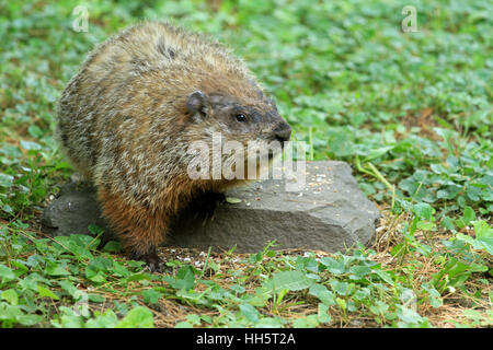 Un groundhog adulto (monax Marmota) che riposa su una roccia durante una primavera del New England Foto Stock