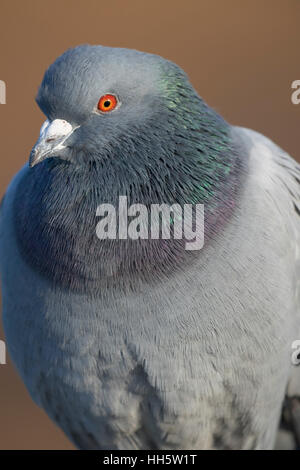 Pigeon, George C Reifel uccello migratore Santuario, British Columbia, Canada Foto Stock