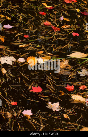 Foglie sul beaver pond, St Regis Canoe Area, Adirondack Forest Preserve, New York Foto Stock