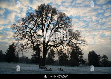 Oak sulla parata a terra nella neve, Fort Vancouver National Historic Site, Vancouver National Historic Reserve, Washington Foto Stock