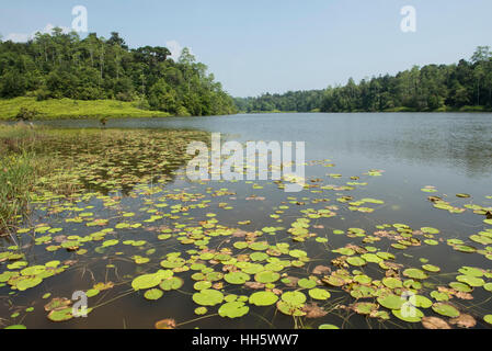 Serbatoio Hiyare in Kottowa & Kombala riserva forestale, Kottowa, Sri Lanka Foto Stock