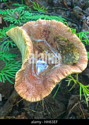 Di funghi selvatici nei boschi dopo una tempesta di pioggia. Foto Stock