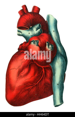 Illustrazione di un cuore umano - la parte superiore di una stratificata piega anatomica in un libro di medici. Foto Stock