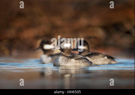 Un trio di graziosi hen Bufflehead nuotare in una vasca di calma nella luce del sole della mattina. Foto Stock