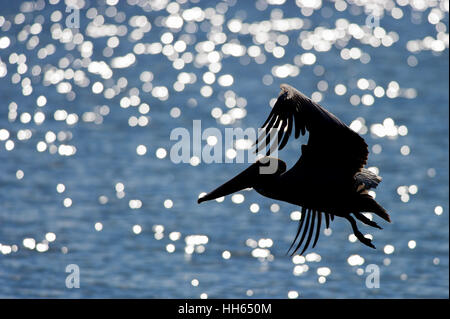 Un pellicano bruno Vola di fronte blu scintillante acqua su una luminosa giornata di sole. Foto Stock