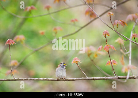 Un piccolo bianco-throated Sparrow siede su un delizioso pesce persico con recentemente crescente di foglie in primavera. Foto Stock