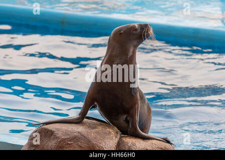 Sea Lion a Manila Ocean Park di Manila, Filippine Foto Stock